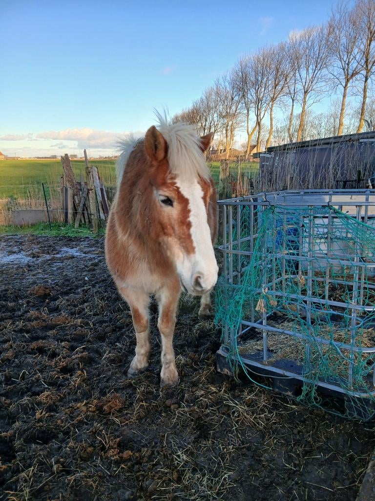 Verzorger, Dieren en Toebehoren, Merrie