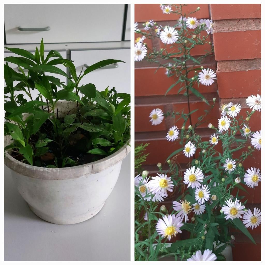 À vendre fleurs vivaces pour  Extérieur, Jardin & Terrasse, Bacs à fleurs & Jardinières, Enlèvement