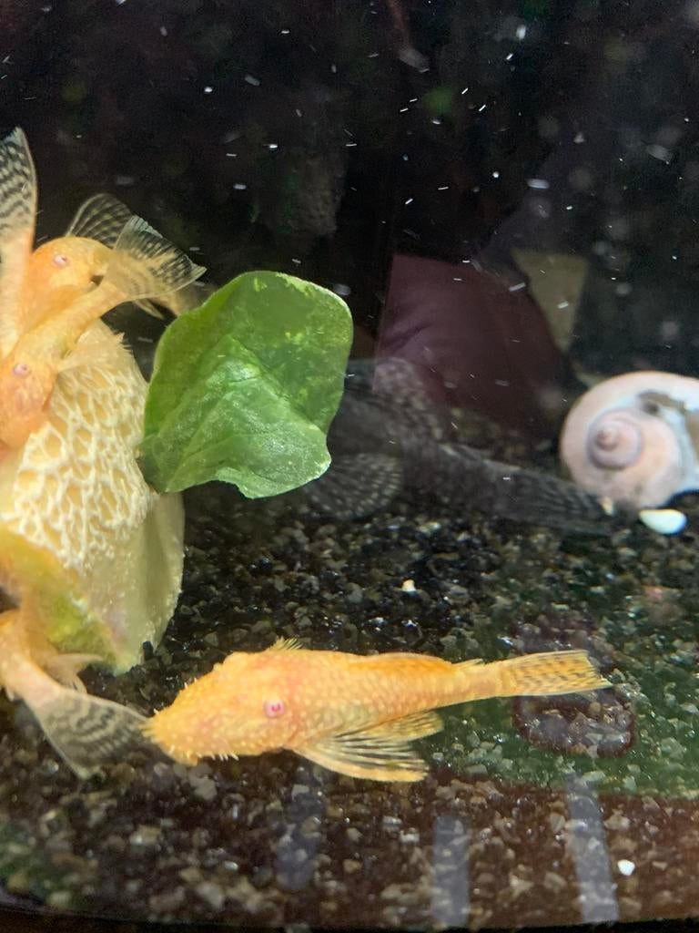 Ancistrussrn golden albino, Dieren en Toebehoren