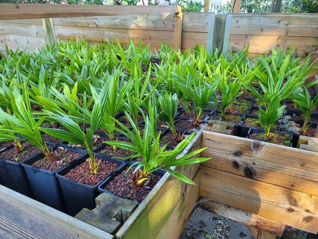 Trachycarpus fortunei palmpjes, Ophalen