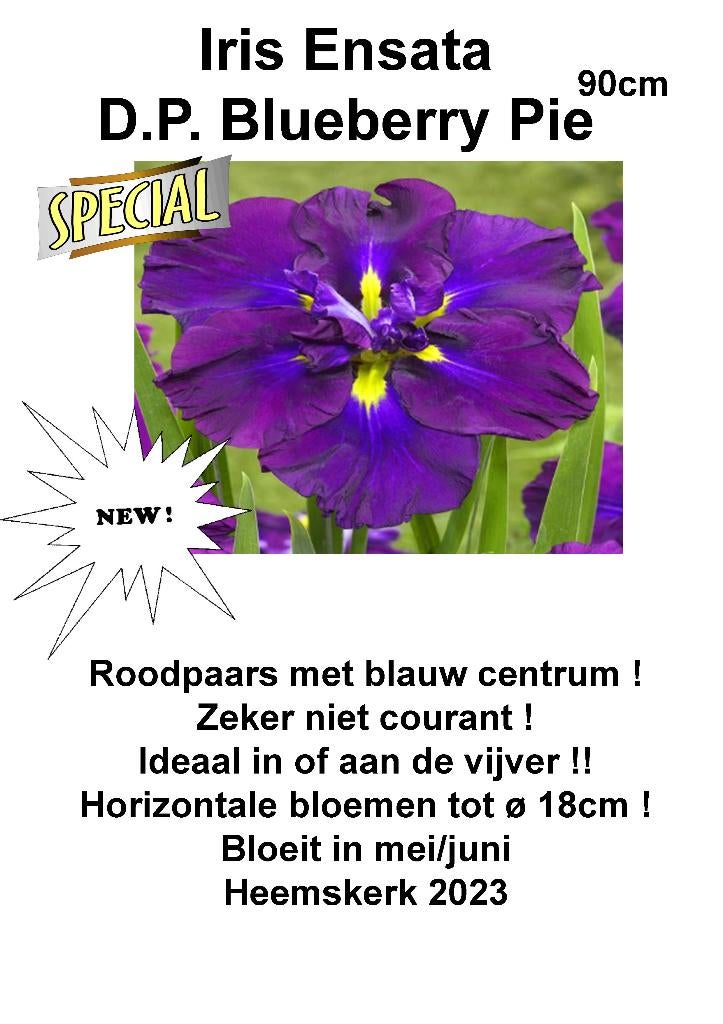Plantes aquatiques IRIS ENSATA, Enlèvement ou Envoi, Été, Plante fixe, Plein soleil