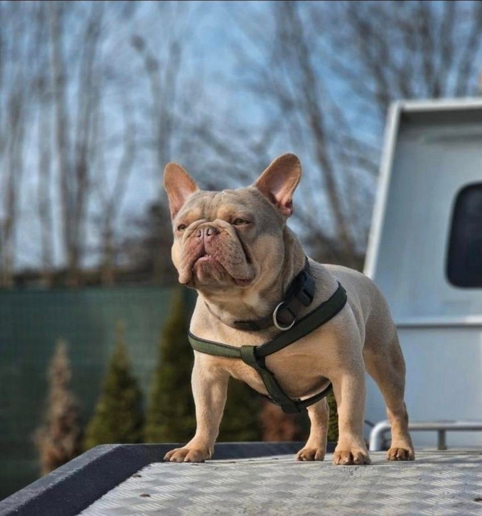 Franse bulldog dekreu (TOPDNA), Animaux & Accessoires, 1 à 2 ans, Chien (mâle), Hépatite contagieuse (maladie de Rubarth), Belgique