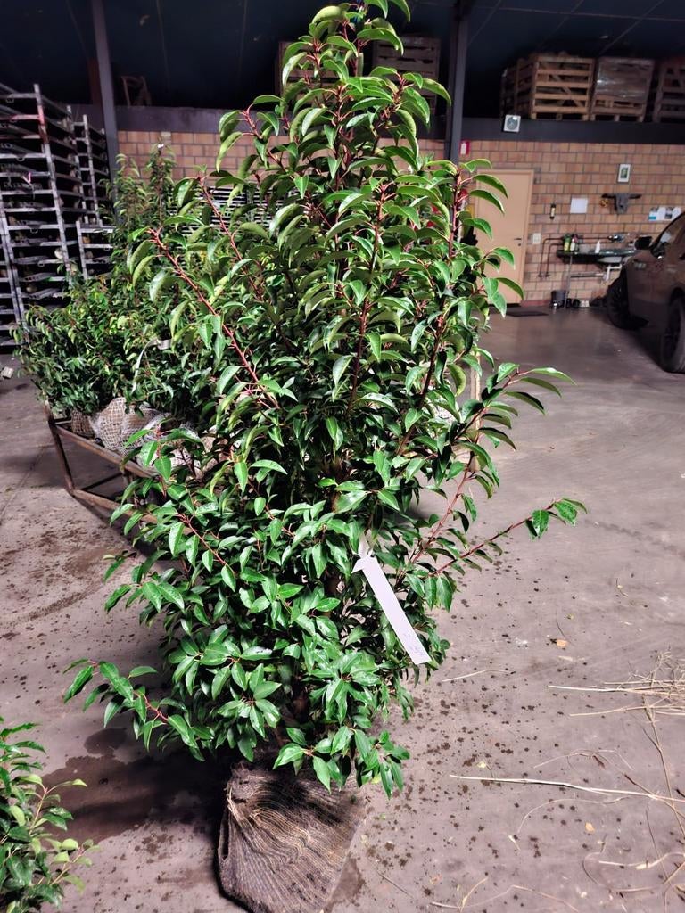 ‼️prunus lusitanica angustifolia 60/80 aan stuntprijzen ‼️, Tuin en Terras, Ophalen, Taxus