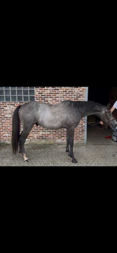 Brave allrounder, Vermifugé, B, Hongre, Cheval de saut
