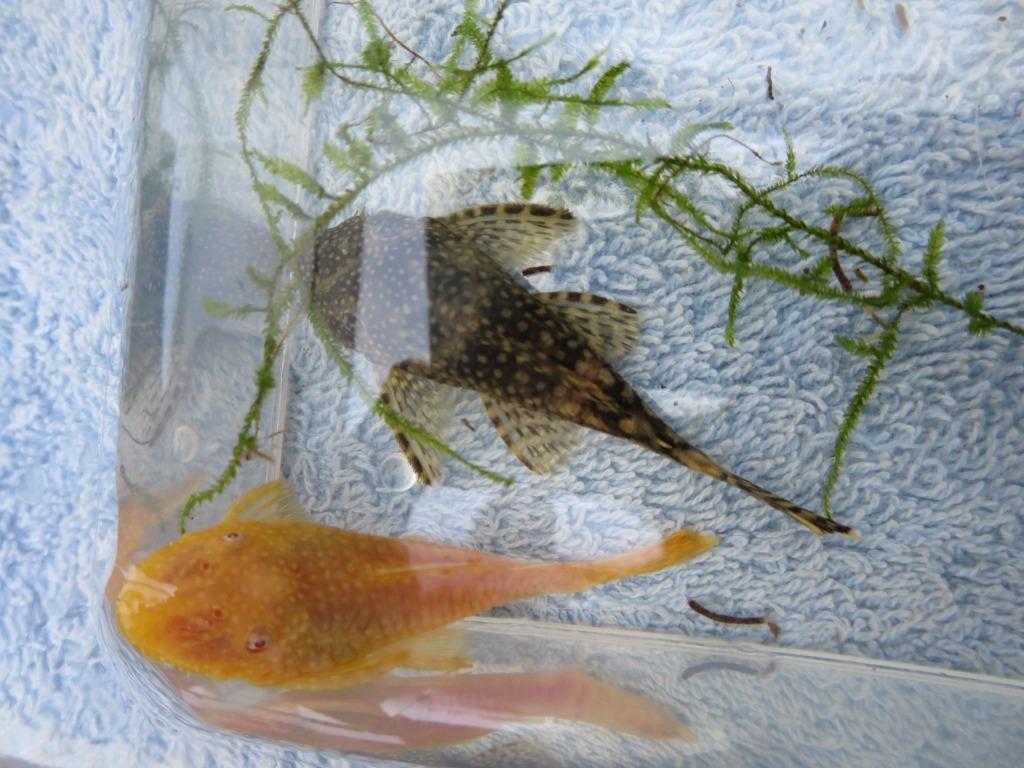 ANCISTRUS koppel MIX = 1 wit/geel + 1 zwart/bruin= 20 €, Dieren en Toebehoren, Vissen | Aquariumvissen, Zoetwatervis