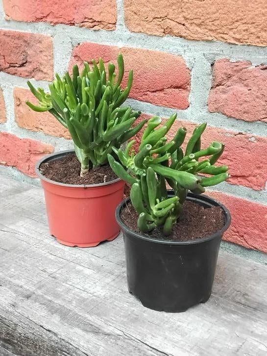 Grassula ovata Gollum,  vetplant, jadeplant, Ophalen, Vetplant