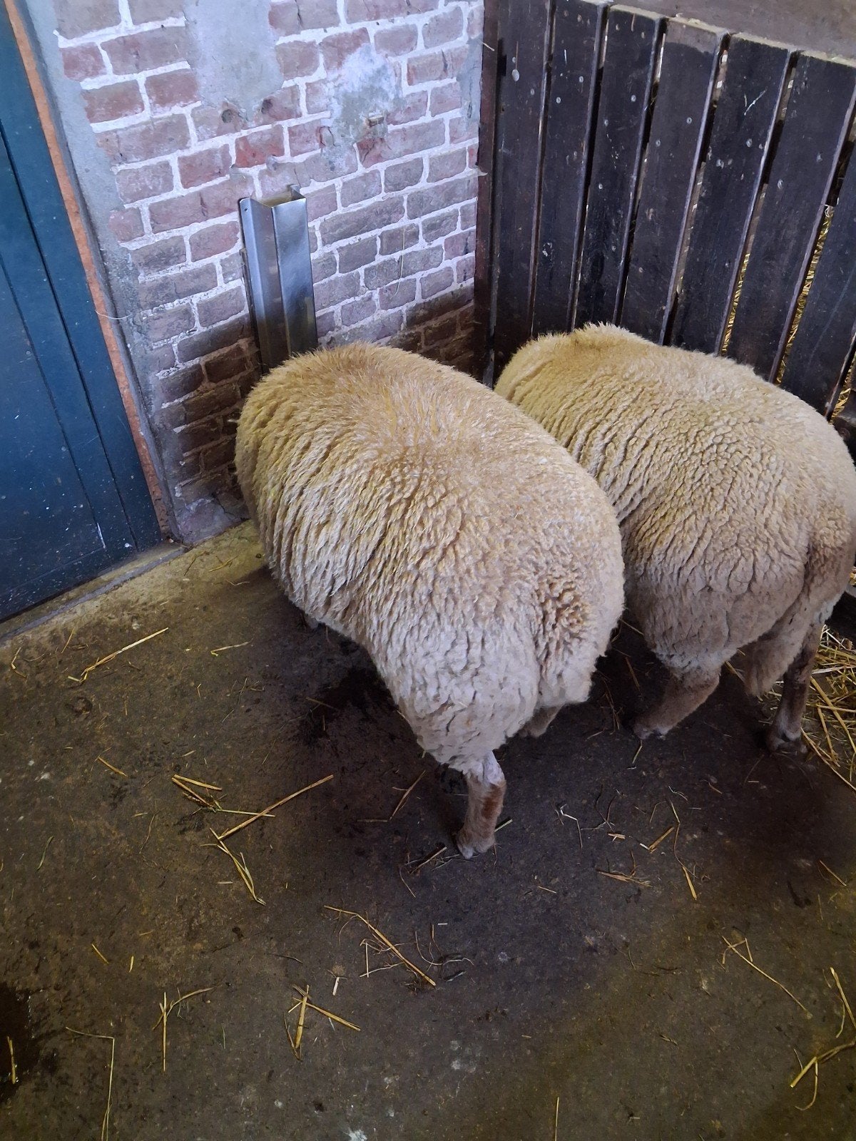 schapen lammeren rammen en ooien te koop, Meerdere dieren, Schaap, 0 tot 2 jaar