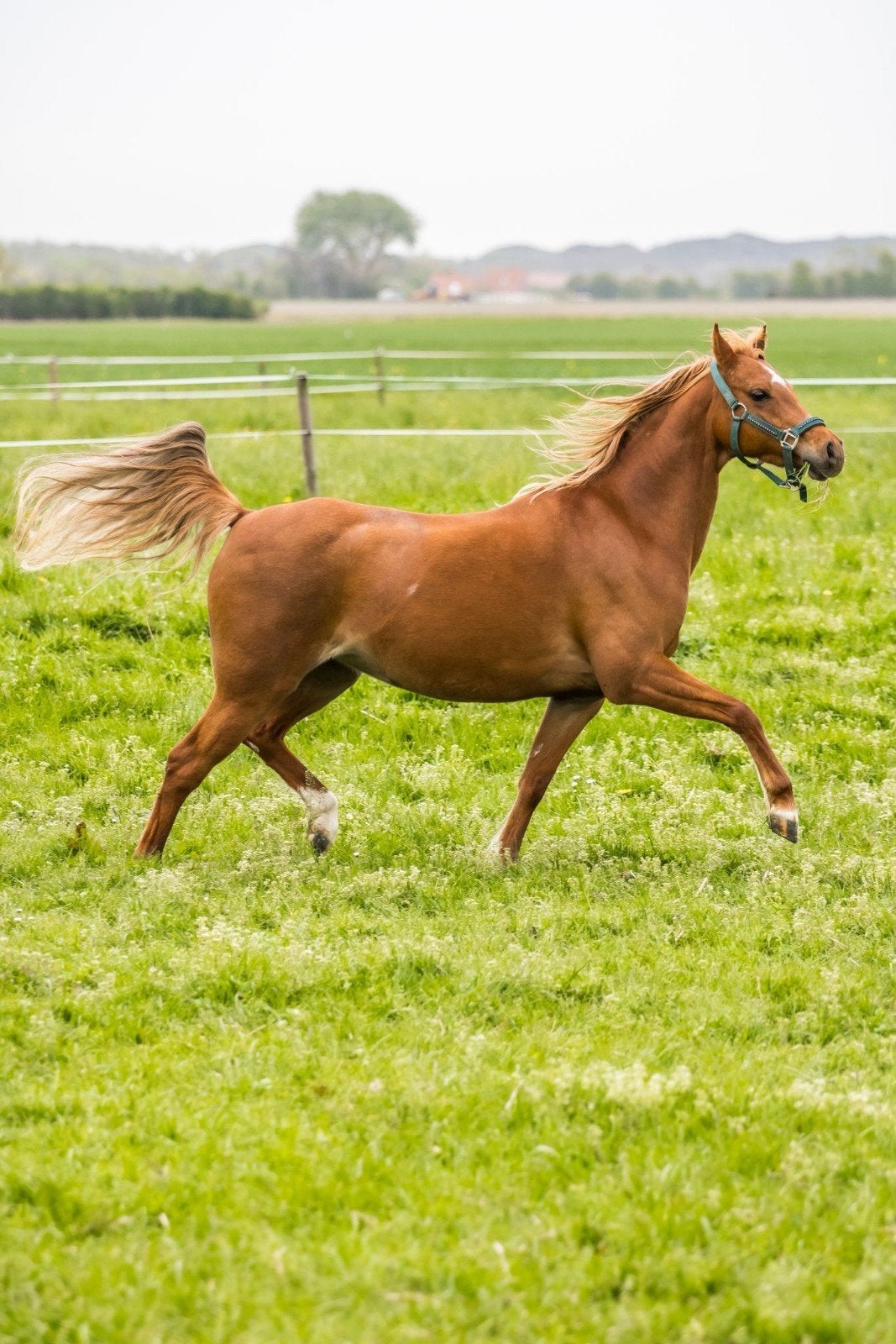 8 jarige welsh B merrie, Animaux & Accessoires, Chevaux, Jument, B, Vermifugé