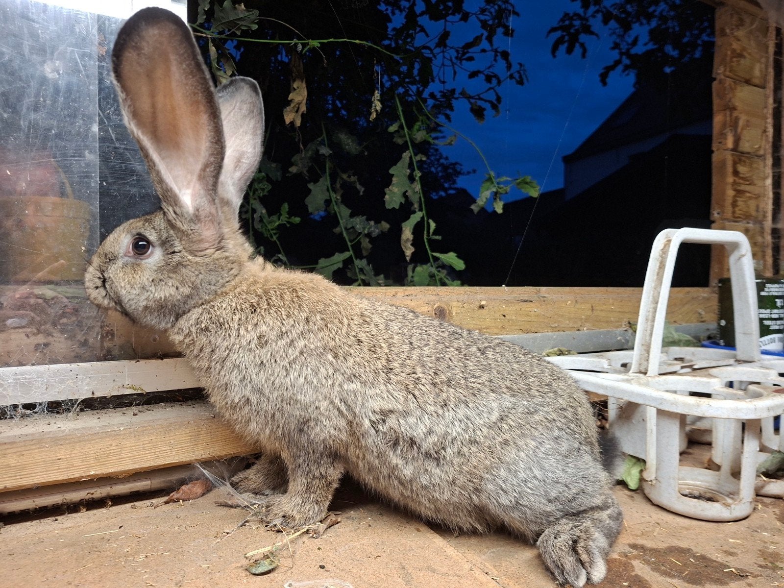 Vlaamse reus voedster, Dieren en Toebehoren, Konijnen