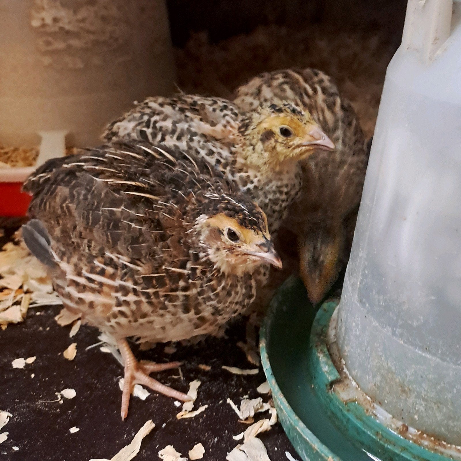 Japanse kwartel hennen, Dieren en Toebehoren