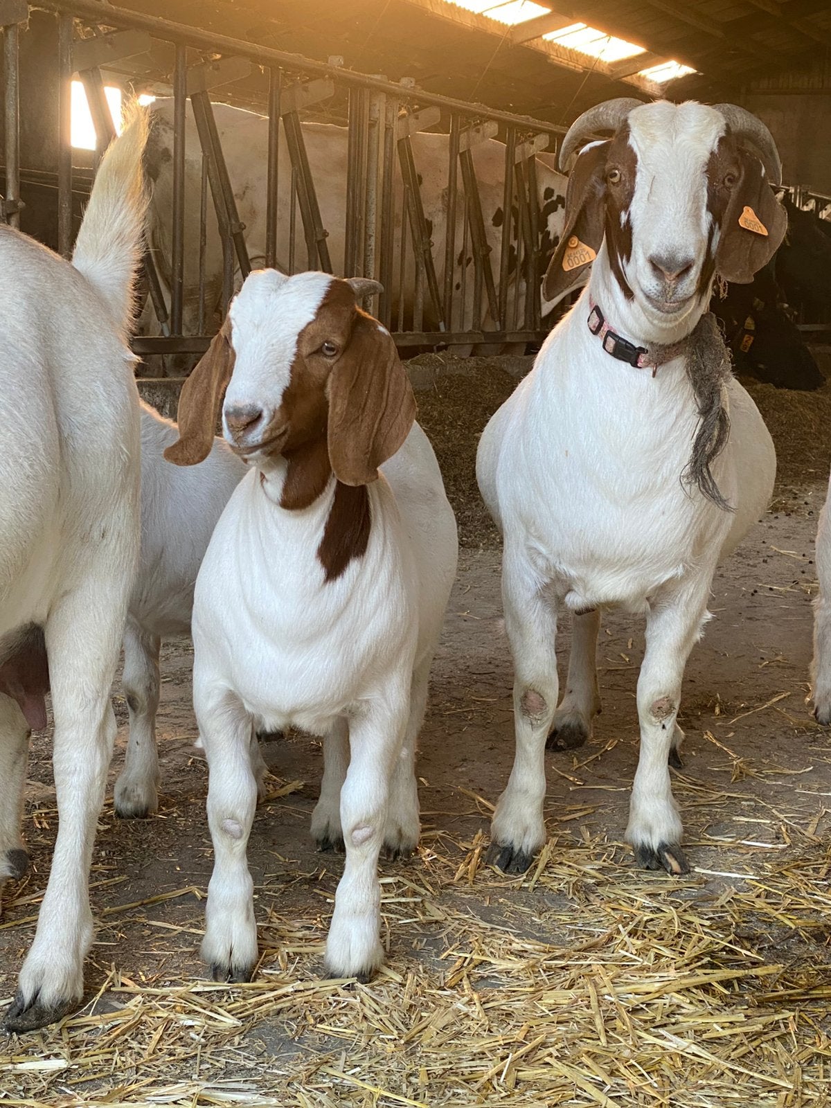 Gecastreerde boergeit bokjes, Dieren en Toebehoren, Mannelijk, Geit, 0 tot 2 jaar