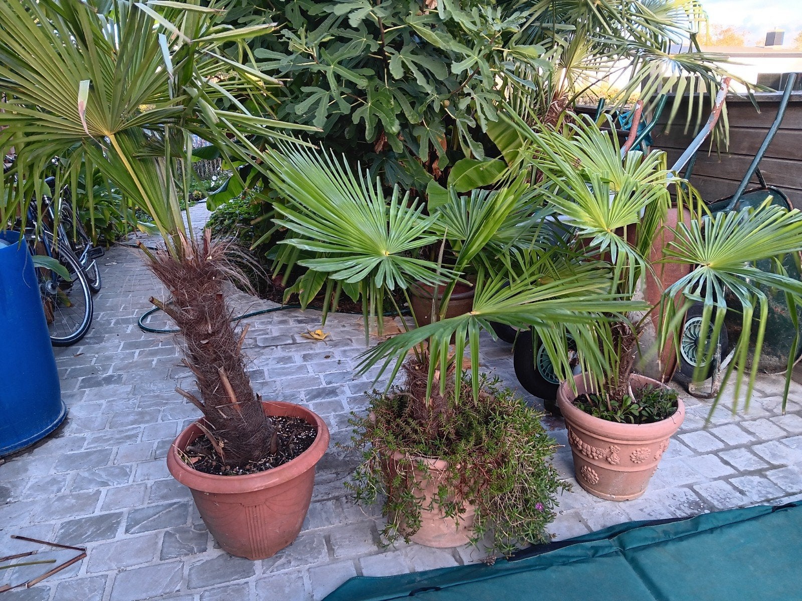palmbomen tarchycarpus fortunei winterharde, Tuin en Terras, Ophalen