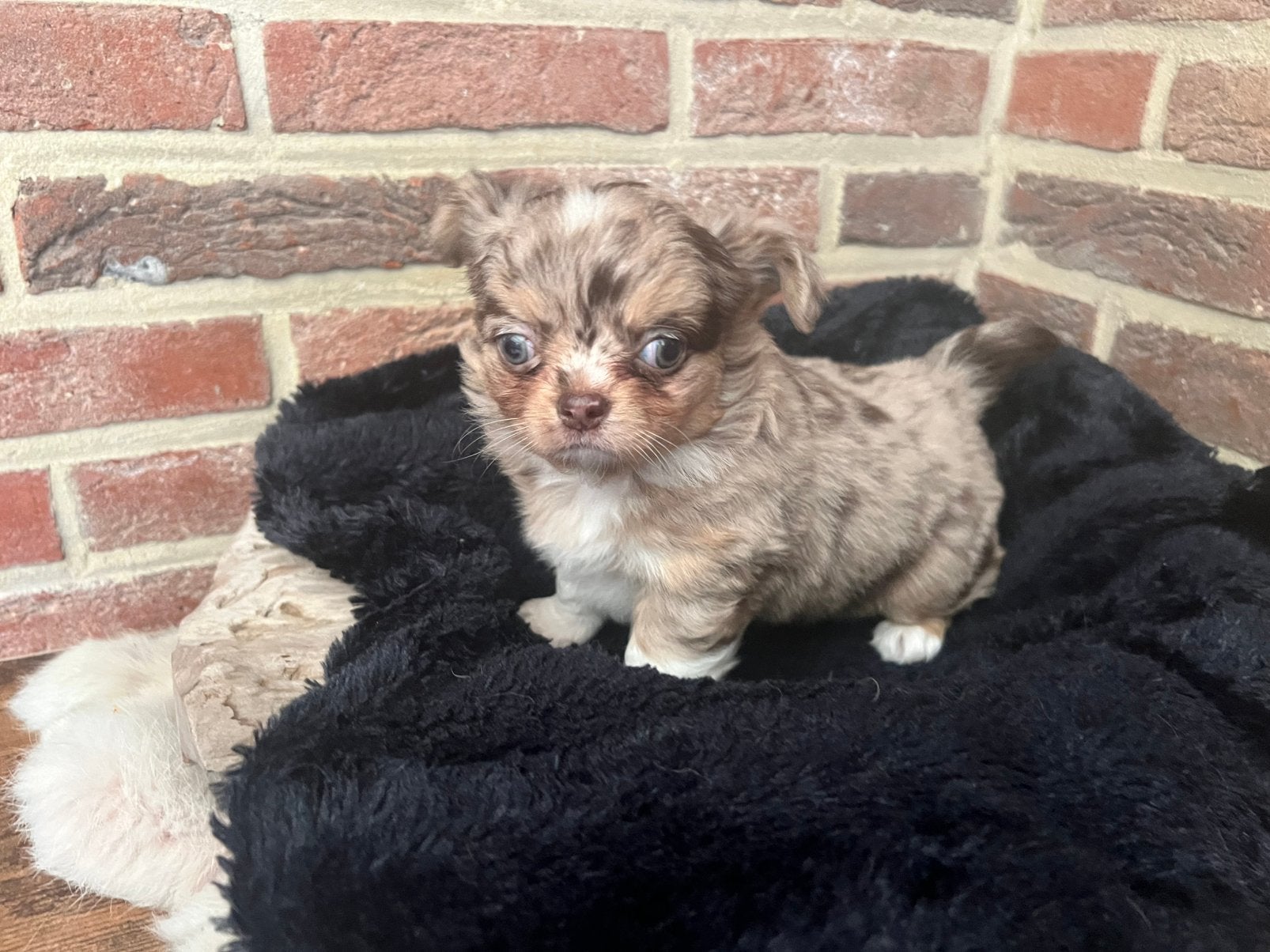 Chihuahua meisje, Dieren en Toebehoren, België, Fokker | Hobbymatig, CDV (hondenziekte), 8 tot 15 weken