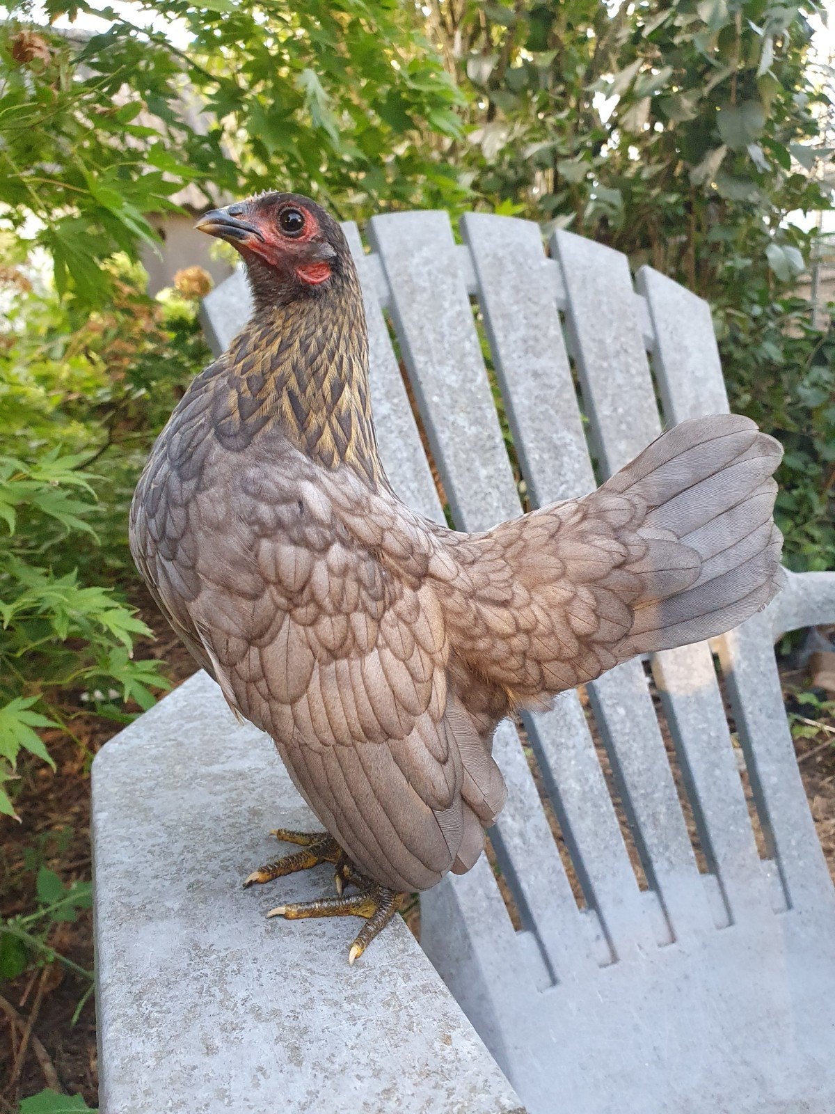 2 serama hennetjes, Femelle, Poule ou poulet