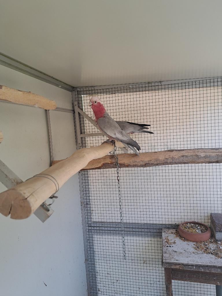 Prachtig jong koppel roze kaketoes, Meerdere dieren, Papegaai, Geringd