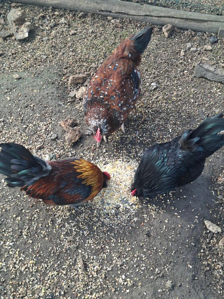 Olijflegger haan, Dieren en Toebehoren, Pluimvee, Mannelijk, Kip