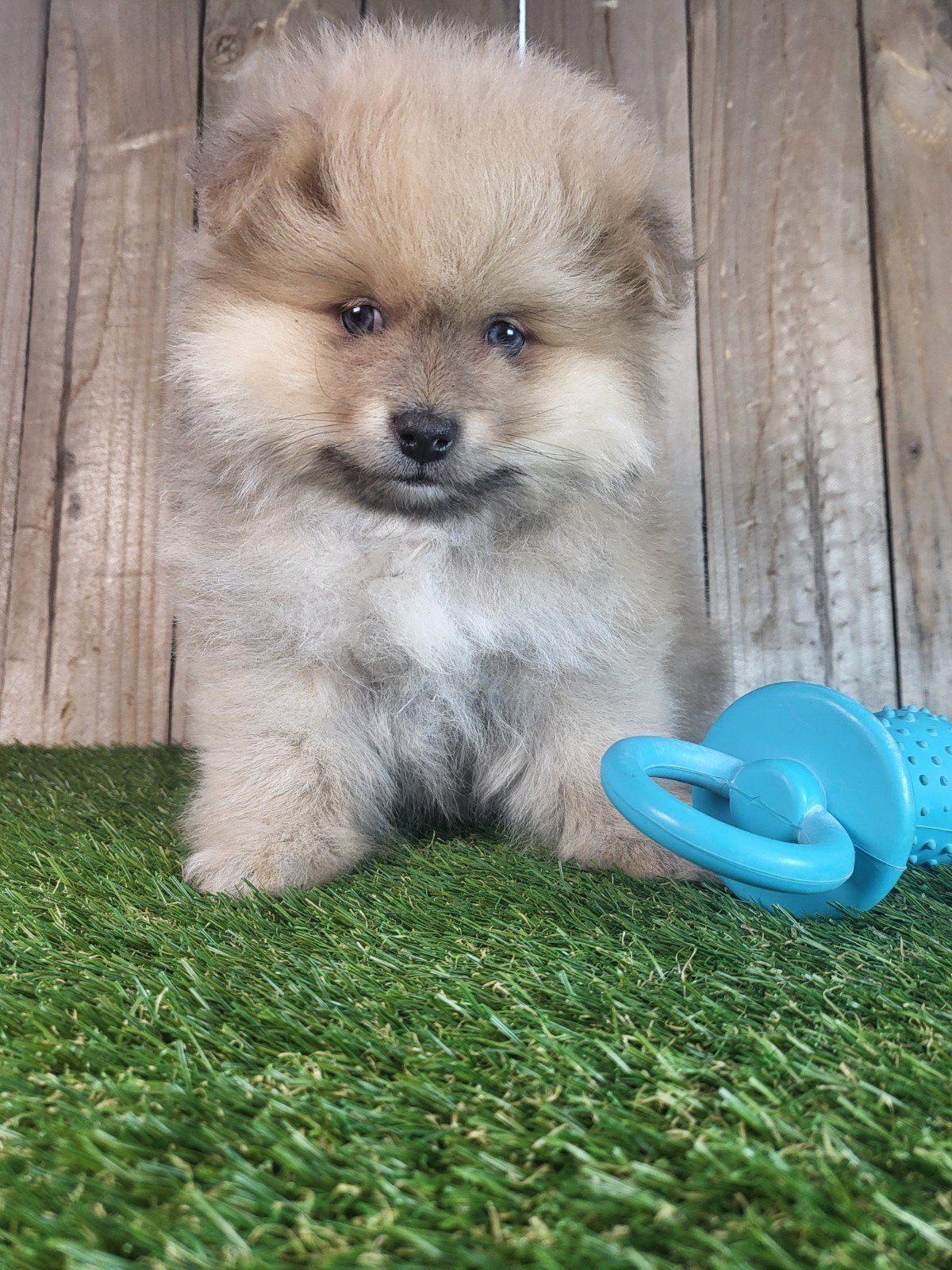 Dwergkees / keesje / pomeriaan / petit loulou, Parvo, België, Keeshond, 8 tot 15 weken