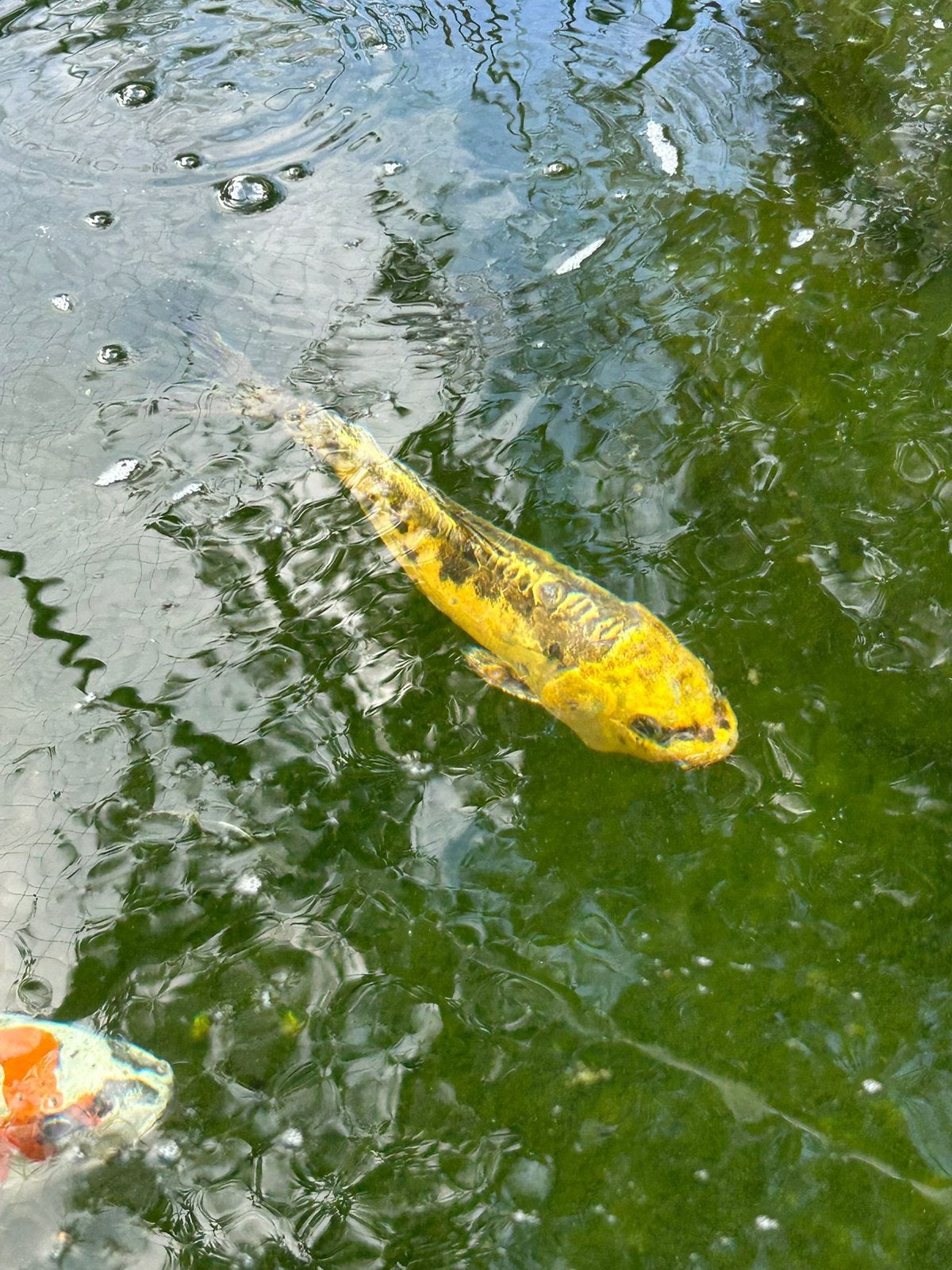 Goudgele doitsu koi (japans) 30-35cm, Carpe ou Koï