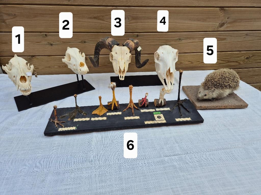 Lesmodellen schedels   e. a  didactische modellen biologie, Verzamelen, Dierenverzamelingen, Gebruikt, Schedel, Verzenden
