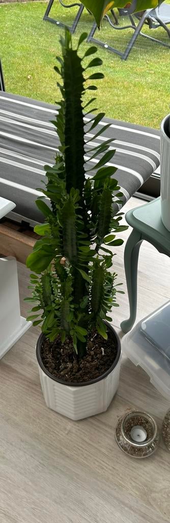 Afrikaanse Melkboom - Euphorbia trigona Rubra, Tuin en Terras, Ophalen of Verzenden, Zo goed als nieuw