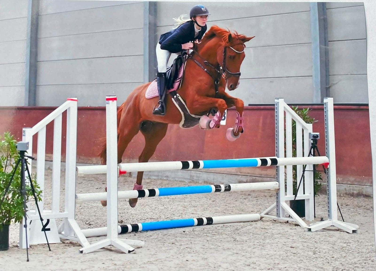 Project paardje, Dieren en Toebehoren, Gechipt, Ruin, L, 7 tot 10 jaar