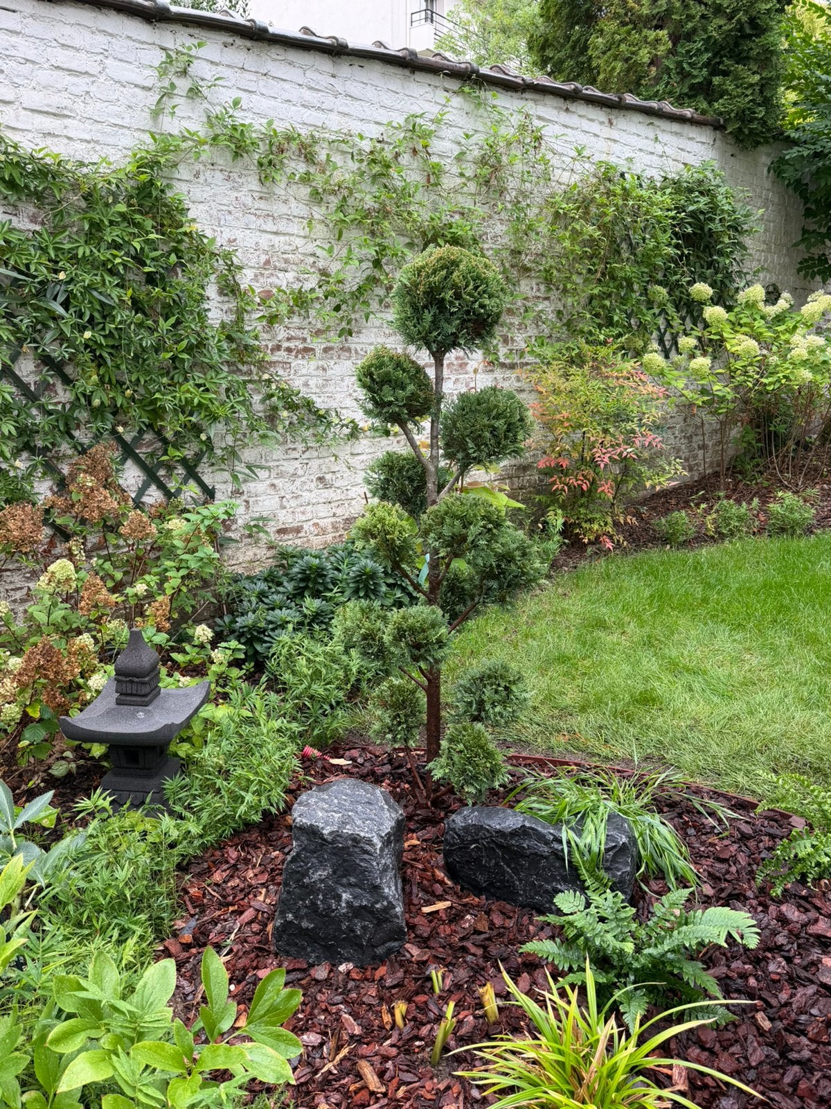 Plante Arbre nuage Niwaki Bonzai H160cm PROMO 220€, Jardin & Terrasse, Enlèvement, En pot