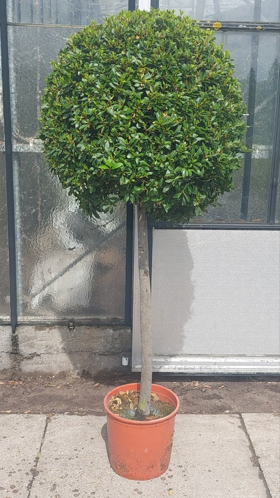 Laurier , laurus nobilis "microphylla", Tuin en Terras, Ophalen