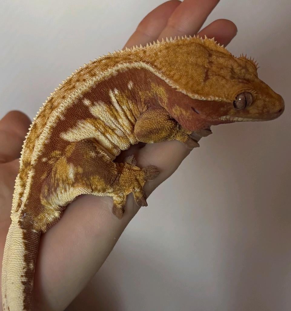 0.1 Proven Red Drippy High White EmptyBack wimpergekko vrouw, Dieren en Toebehoren