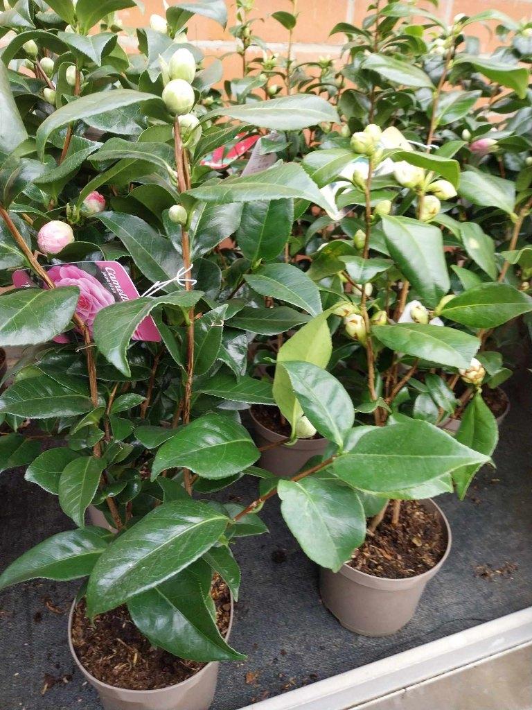 camellia's met veel knop te koop, Tuin en Terras, Planten | Tuinplanten, Ophalen, Vaste plant, Klimplanten