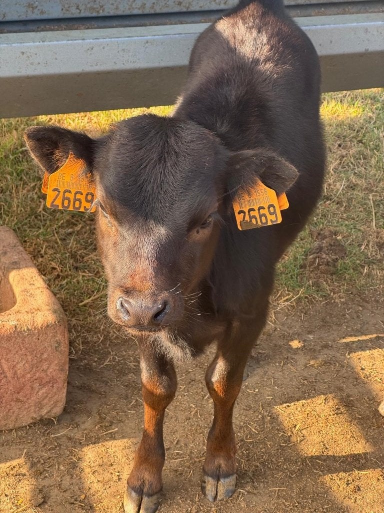 mini-koeien te koop, Meerdere dieren, 0 tot 2 jaar