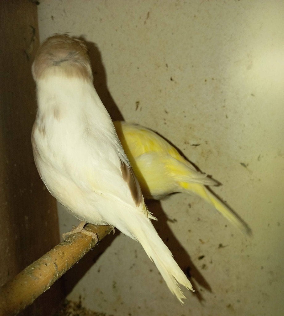koppel glosters van 2025  (1 rek 1), Postuurkanarie