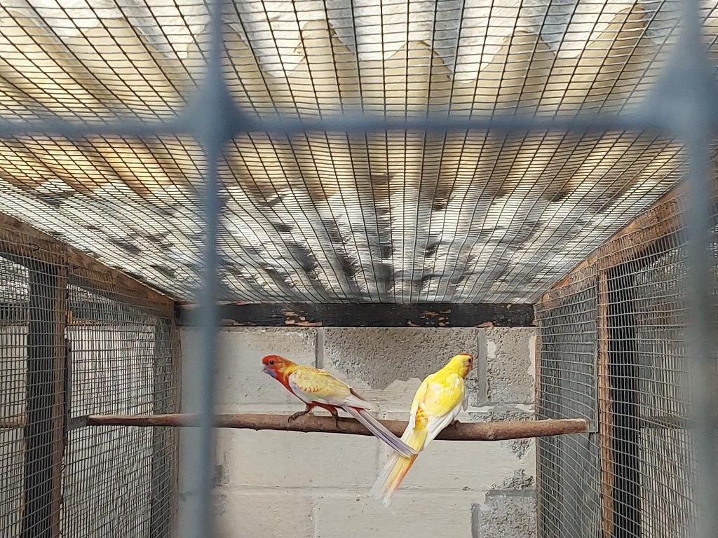 2 jong forse pennant mannen, Dieren en Toebehoren, Vogels | Parkieten en Papegaaien, Mannelijk, Parkiet, Geringd