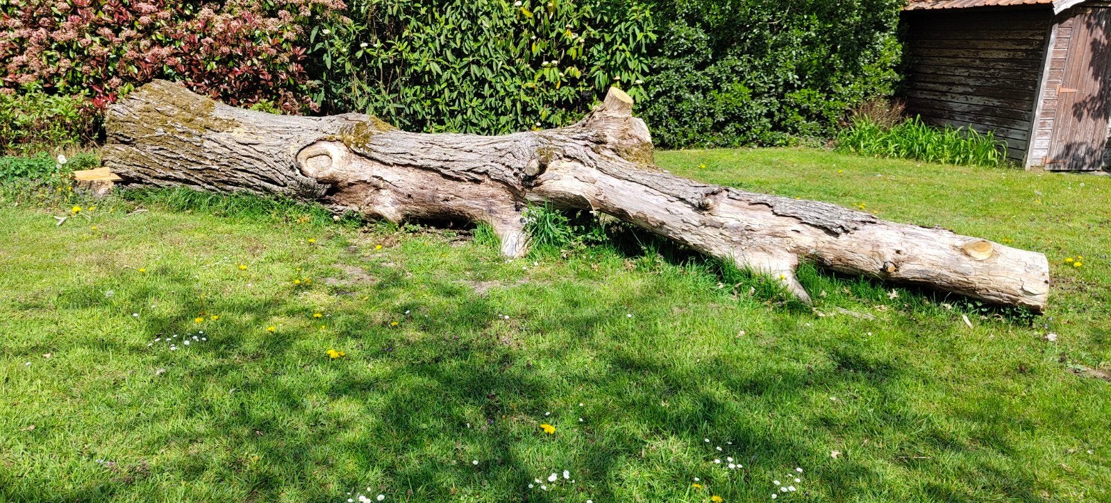 Bois de châtaignier, Jardin & Terrasse, 3 à 6 m³, Enlèvement, Autres essences de bois, Troncs d'arbres