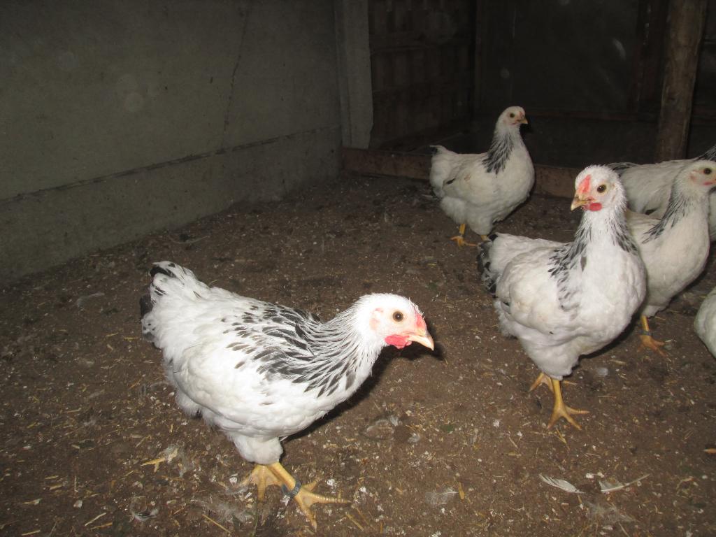 jonge wyandotte krielen, Dieren en Toebehoren, Pluimvee, Meerdere dieren, Kip
