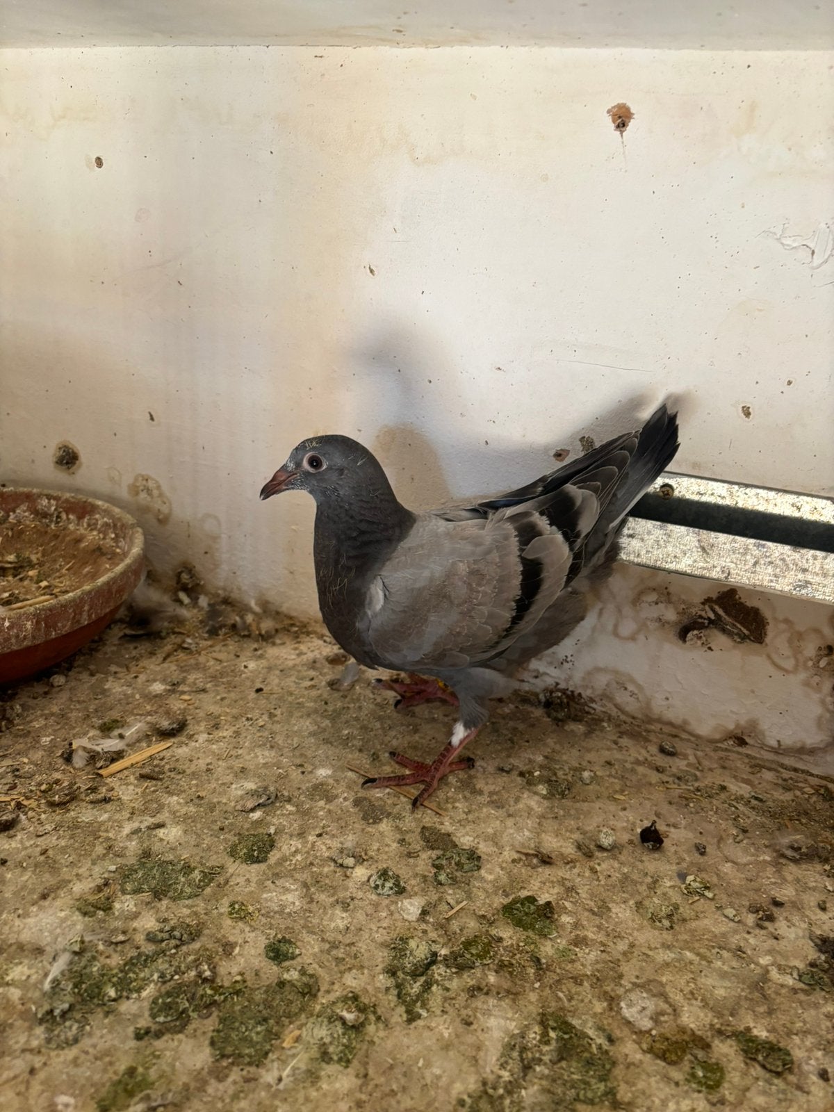 Blauwe reisduif te koop