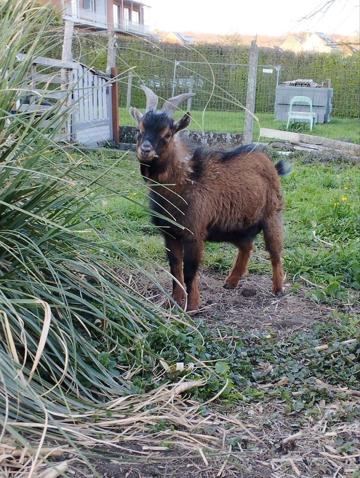 dwerggeitbok, Mannelijk, Geit, 0 tot 2 jaar