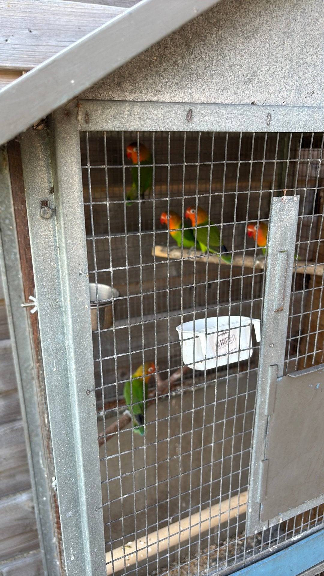 dwergpapegaaien, Dieren en Toebehoren