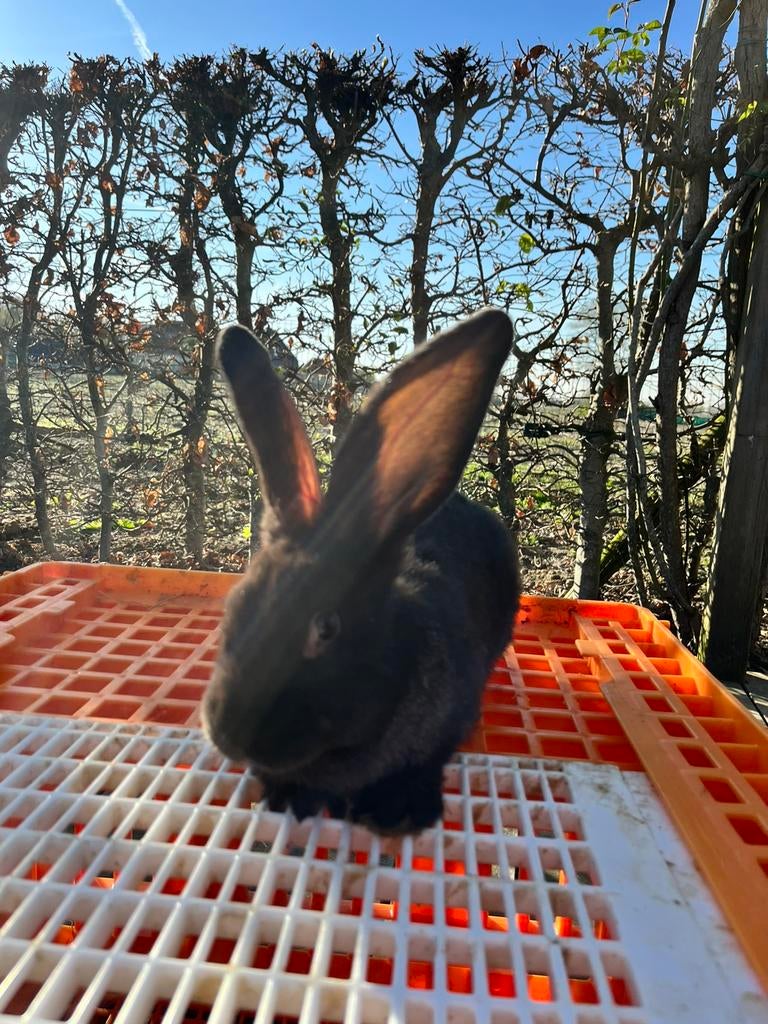 Duitse reus - ram, Dieren en Toebehoren, Konijnen