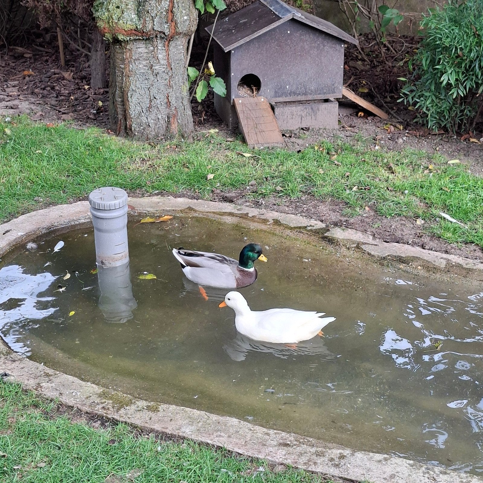 kweekrijp koppel kwakers, Dieren en Toebehoren
