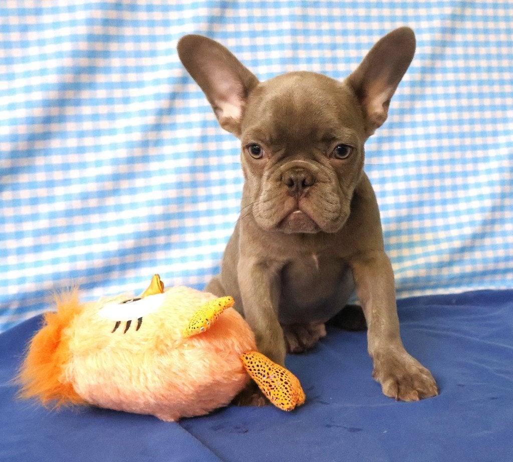 Super leuke Franse Bulldog pups!, 15 weken tot 1 jaar, Buitenland, CDV (hondenziekte), Bulldog