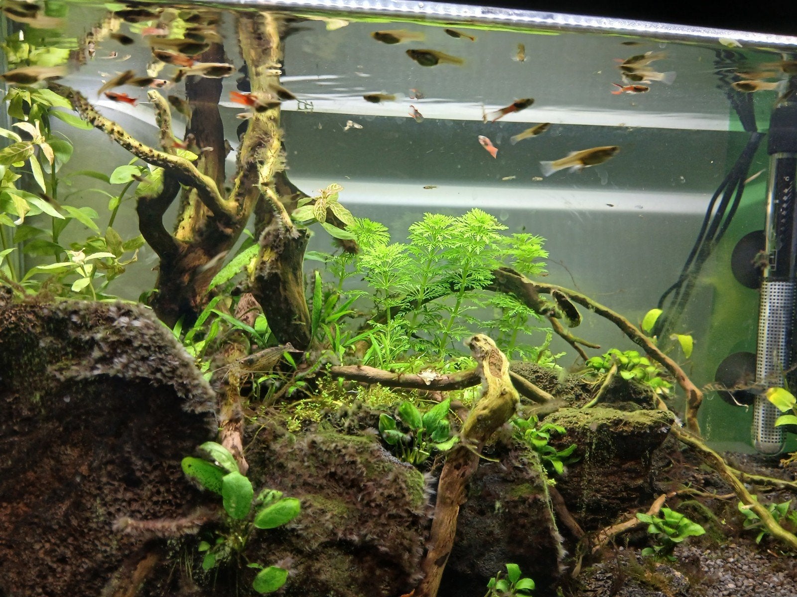 Endler Guppy's, Animaux & Accessoires, Poisson
