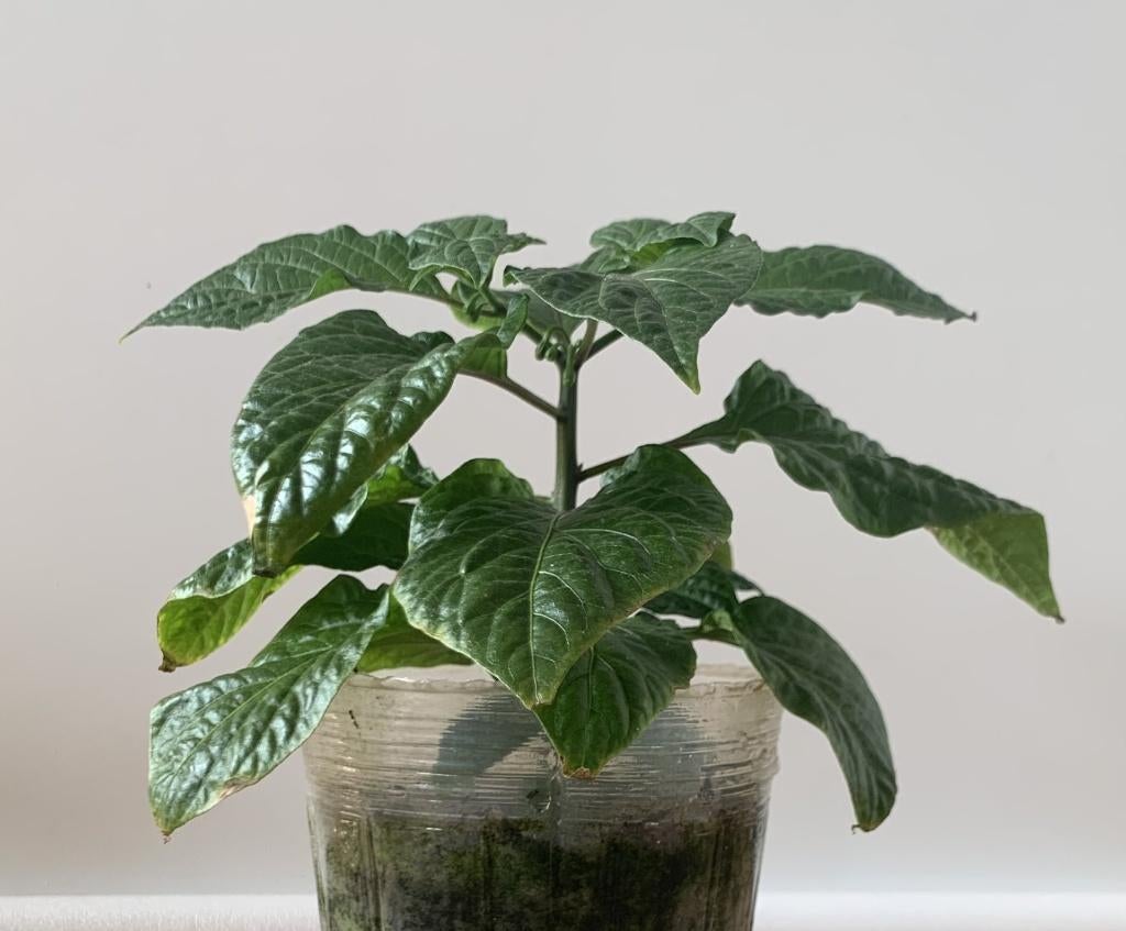 Ghost Pepper Plantjes, Tuin en Terras, Ophalen, Volle zon, Tweejarig, Kruiden