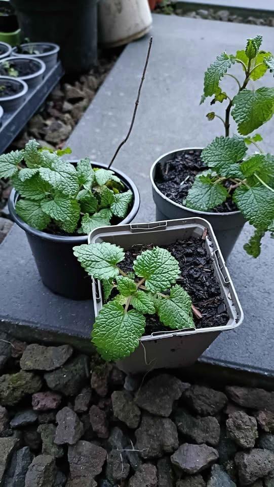 Potjes citroenmelisse en venkel, Tuin en Terras, Ophalen, Volle zon, Vaste plant, Kruiden