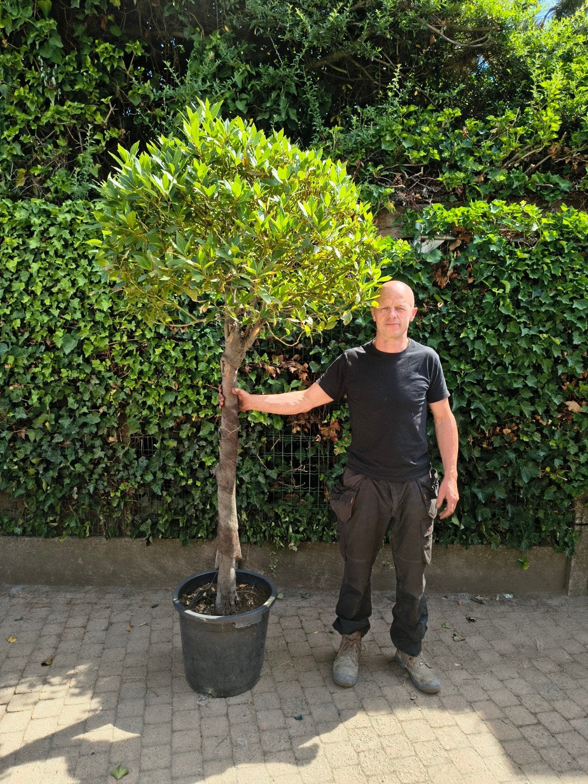 Laurier Nobilis Op Stam in pot 25 liter Te Koop Intermassa, Tuin en Terras, Planten | Bomen, Ophalen, Olijfboom