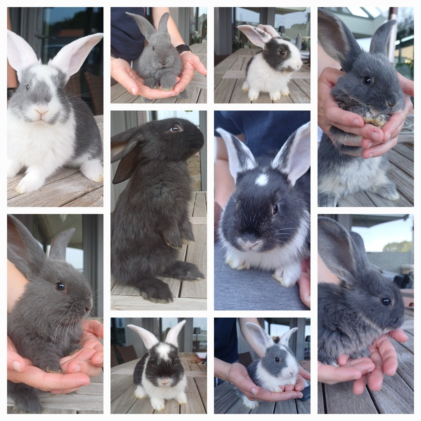 Duitse reusjes te reserveren, Meerdere dieren, Groot, 0 tot 2 jaar
