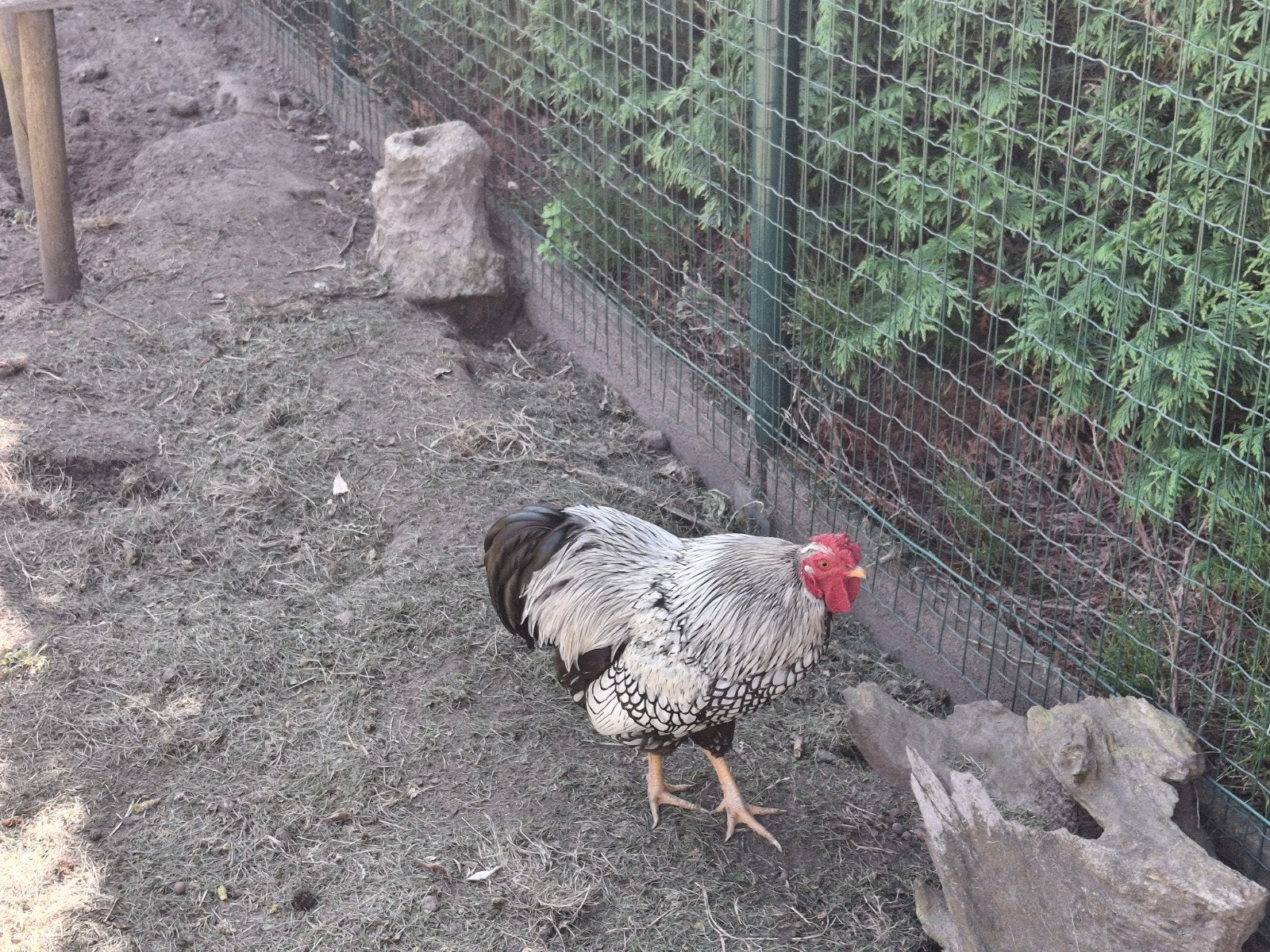 Wiandotte haan, Mâle, Poule ou poulet