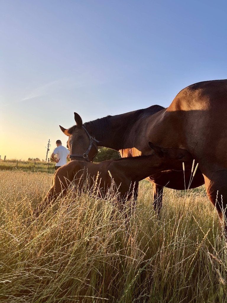 top fokmerrie (quick star) + veulen te koop, Merrie