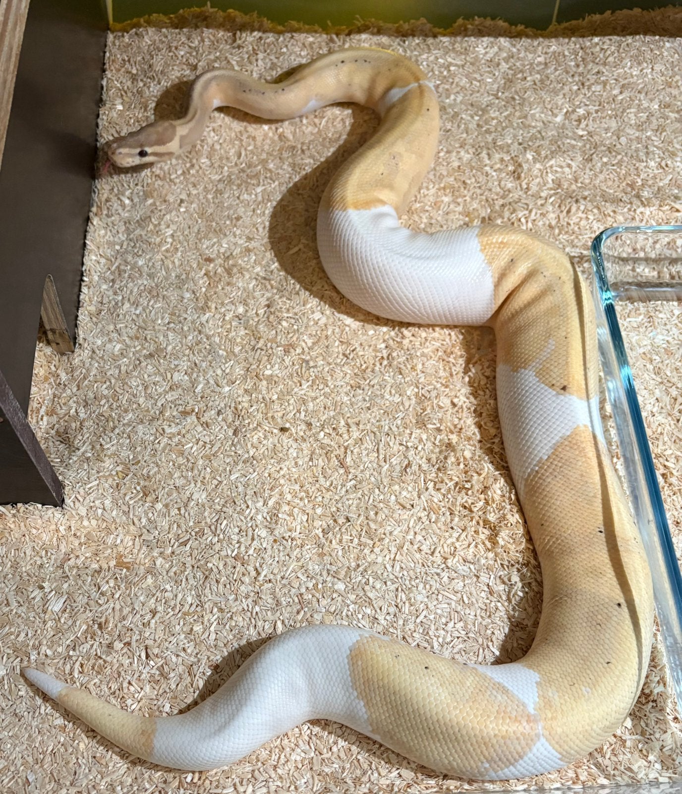 Python regius Piebald Banana Blaze, Dieren en Toebehoren