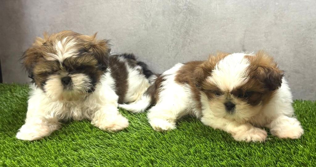 Prachtige Shih Tzu pups, Dieren en Toebehoren, Parvo, België, Fokker | Hobbymatig, Overige rassen