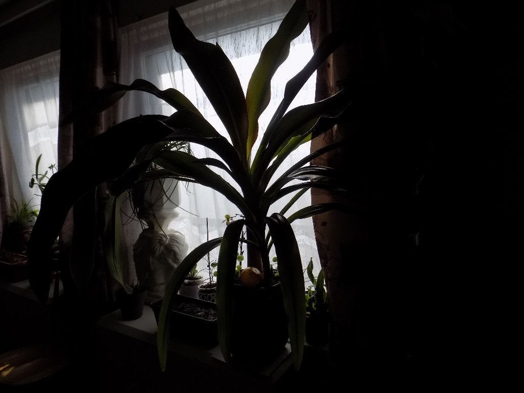 plantes d'intérieur ou extérieur, Jardin & Terrasse, Autres espèces, Été, Enlèvement, Plante fixe
